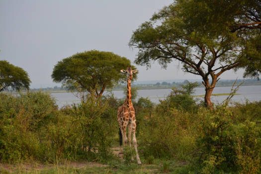 Murchison Falls national park - Jonge giraffe met de Nijl op de achtergrond
