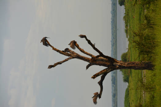 Murchison Falls national park - Gieren op een dode boom