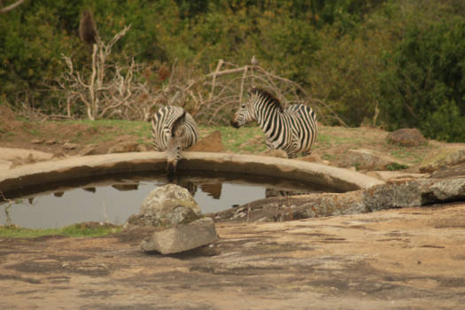 Lake Mburo National Park - Uitzicht vanuit onze kamer bij Lake Mburo