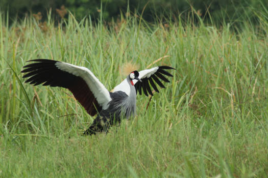 Murchison Falls national park - Vlieg op (of toch maar niet)