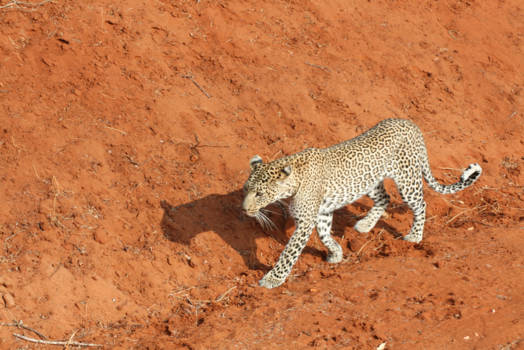 Kenia - op safari in Tsavo national park
