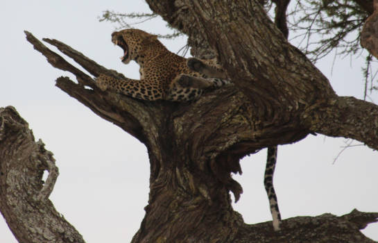 Tanzania - Jachtluipaard wordt wakker voor een nieuwe jacht