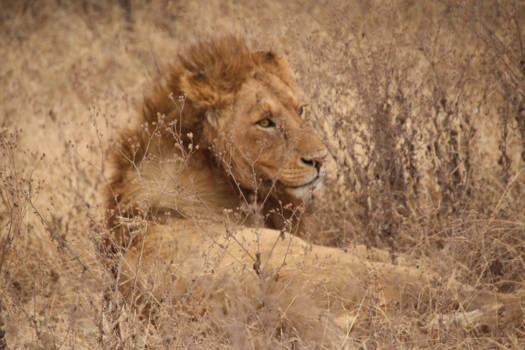 Ngorongoro krater - Luie leeuw