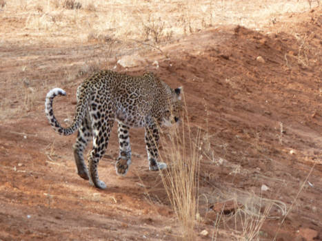 Kenia - Geluk in Tsavo National Park