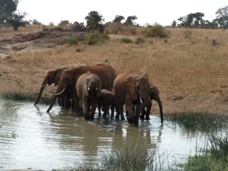 Kenia - Een kudde olifanten in Tsavo