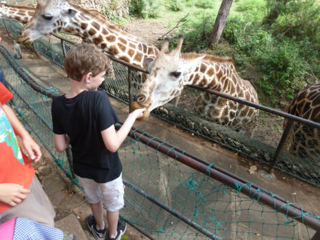 Kenia - Rothschild giraffen voeren in Haller park