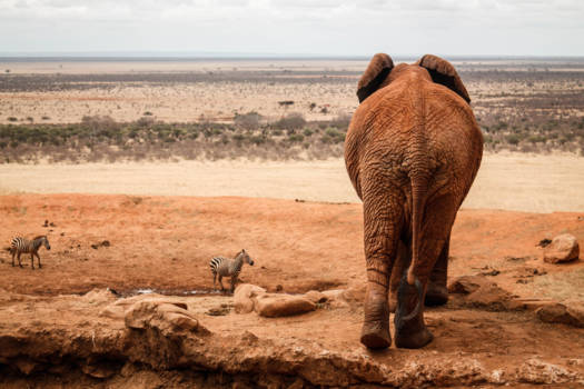 Kenia - Tsavo East National Park