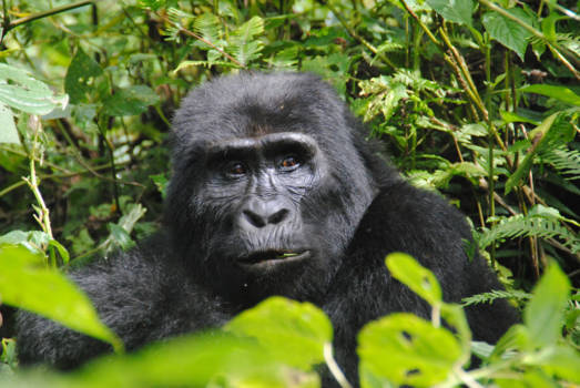 Bwindi Impenetrable National Park - Opzoek naar de gorilla's