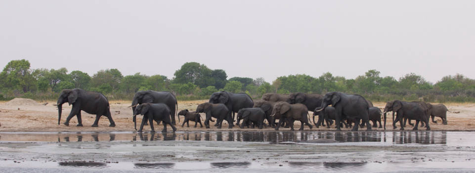 Hwange National Park - de weg naar het water