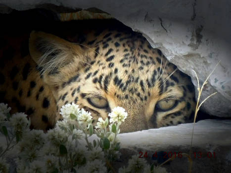 Etosha National Park - Jaguar zoekt verkoeling