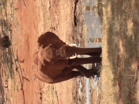 Kenia - Hakuna Matata: zegt de olifant!