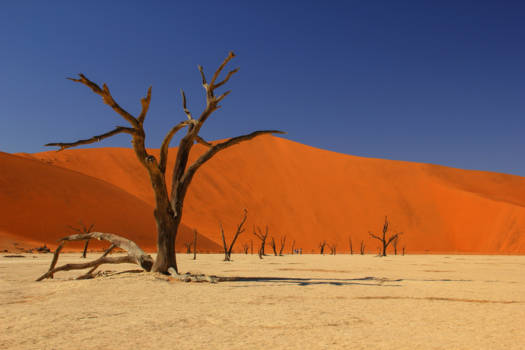 Namibië - Deadvlei in Namib-Naukluft National Park