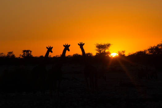 Namibië - african sunset Etosha