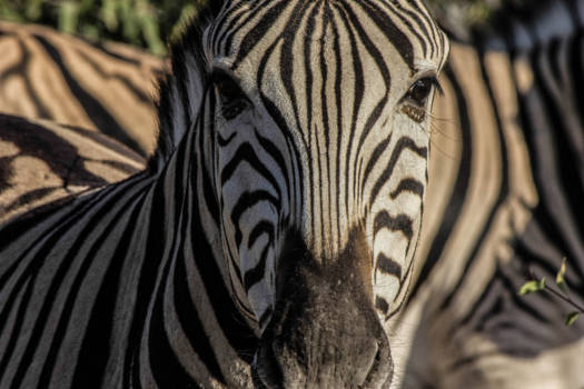 Namibië - zebra in Etosha