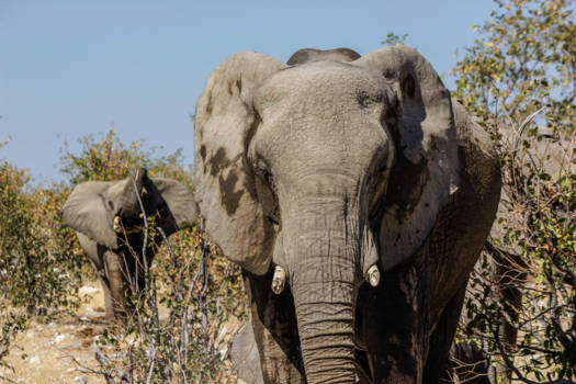 Namibië - olifanten in Etosha