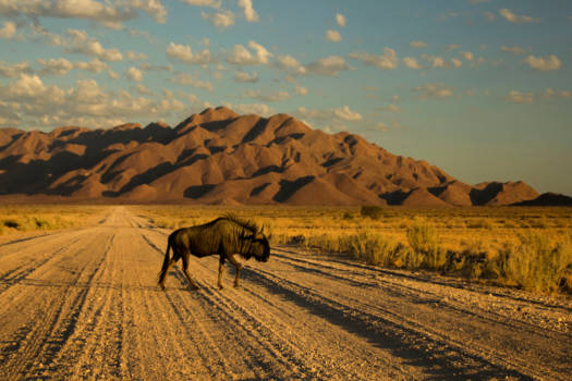 Namibië - Wildebeest op de weg richting Namib-Naukluft