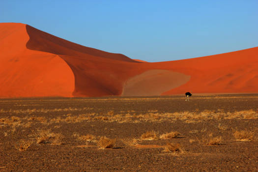 Namibië - struisvogel in Sossusvlei