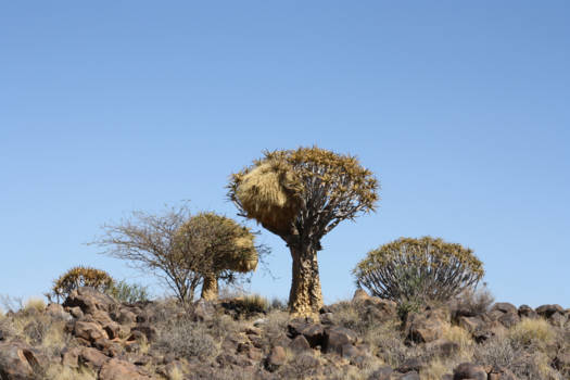 Namibië - Kokerbomenbos