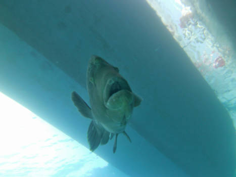 Rode Zee - Napoleonvis als gezelschap