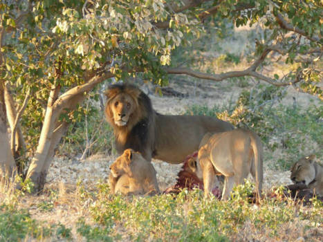 Botswana - ontbijt voor de leeuwen