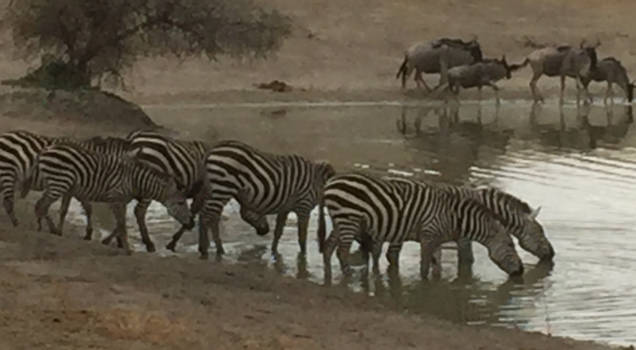 Tanzania - Zebra's in Tarangire NP