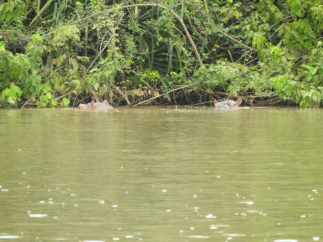 Gambia - Hippo's