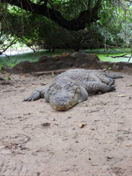 Gambia - Krokodillenpark