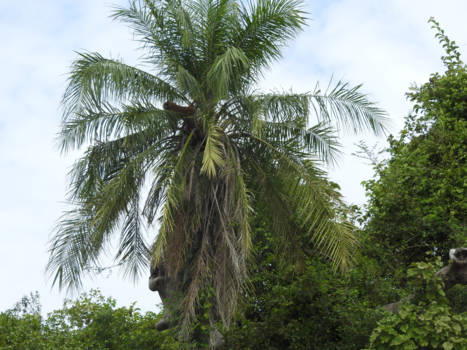 Gambia - Baboonisland