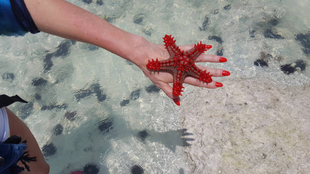 Stranden van Zanzibar - Zeeschoonheid