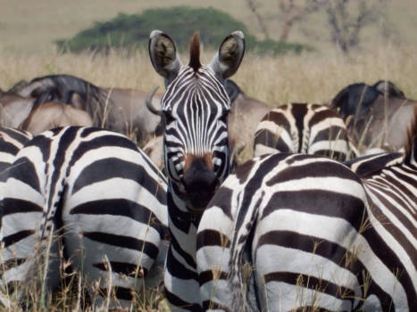 Tanzania - Tanzania; Serengeti park