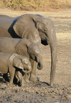 Mana Pools National Park - THE FAMILIE at kanga lodge