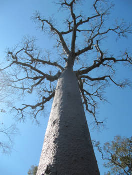 Madagaskar - Baobab