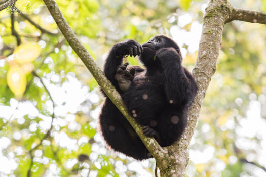 Oeganda - Catching the Sunlight