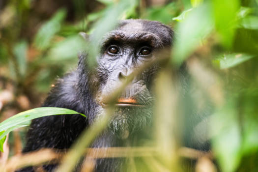 Oeganda - My Brother From The Past