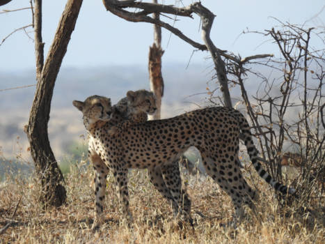 Kenia - Nieuwschrierig