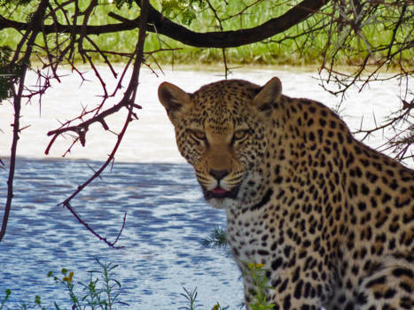 Namibië - intense eye contact leopard, Namibia