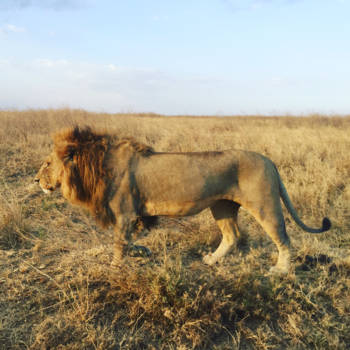 Serengeti National Park - It's better to be a lion for a day than a sheep all your life