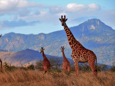 Tsavo West National Park - Giraffe adventure ✨