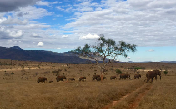 Kenia - Lions Bluff