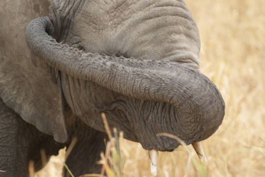 Tarangire National Park - ik zie jou niet dus jij ziet mij niet?!