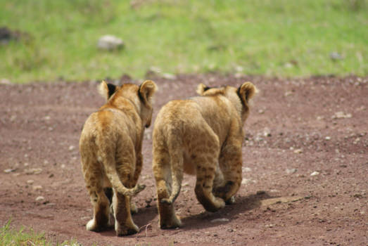 Ngorongoro krater - Wij zijn twee vriendjes, jij en ik