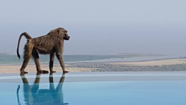 Tanzania - Baviaantje