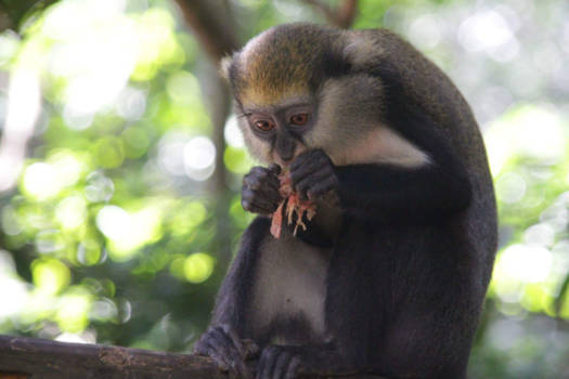 Ghana - Dat is pech, grapefruit weg...