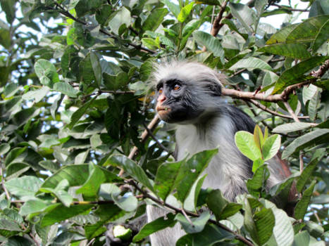 Stranden van Zanzibar - Zanzibarfranjeaapje