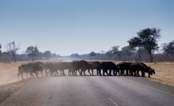 Zimbabwe - Buffels gebruiken geen zebrapad