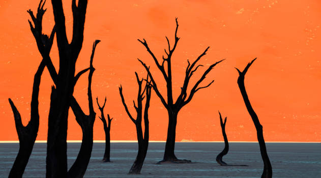 Namibië - Deadvlei Silhouettes