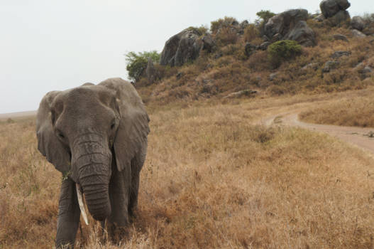 Tanzania - Be inspired by your journeys traveled