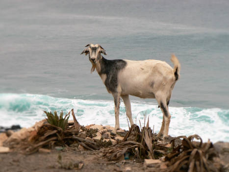 Mindelo op São Vicente - poserende geit