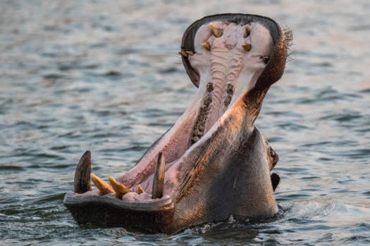 Caprivi - Mond open! Tanden poetsen!