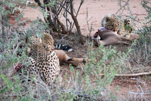 Pilanesberg - De harde werkelijkheid